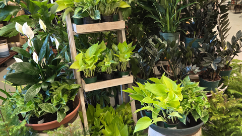 Houseplants: Healthier Homes Through Indoor Plants