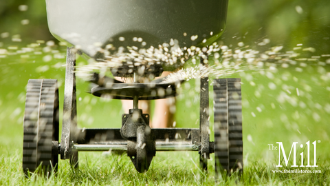 How to Overseed Your Lawn for a Thicker, Healthier Turf