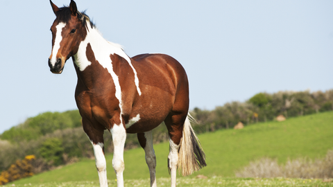 How to Control Flies In and Around Your Horse Barn All Season Long