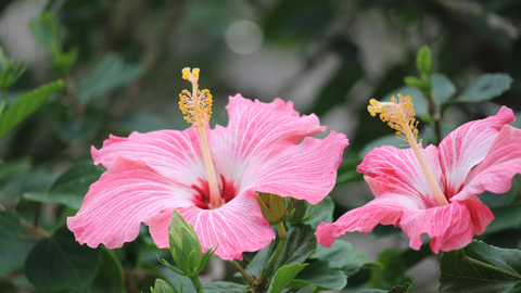 Hardy Hibiscus: How to Grow Dinner Plate Blooms in the Mid-Atlantic