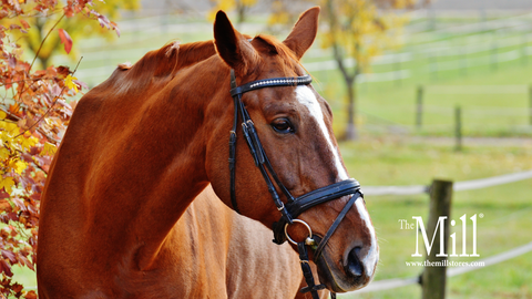 Why Perform a Fecal Egg Count for Your Horse?
