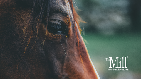 Hay Testing for Horses: Why Nutrition Starts with Forage