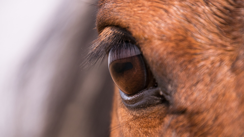 Grazing Muzzles: Tips and Tricks for Reducing Grazing Consumption