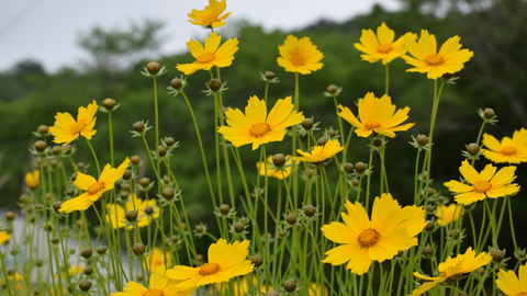 Mid-Summer Perennials for Pollinators: Color, Diversity, and Coexistence in the Garden