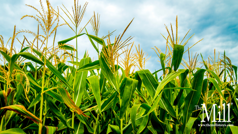 Corn Fields with Blue Skies