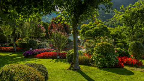 Landscape of trees and red blooming flowers