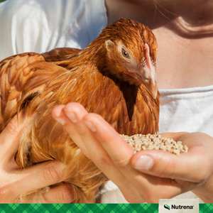 A red chicken with a hand holding feed