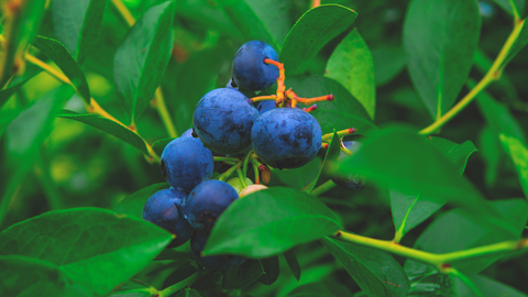 Blueberries on bush