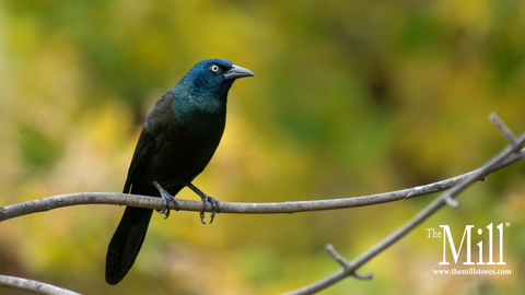 Boat-tailed Grackle: September 2025 Wild Bird of the Month
