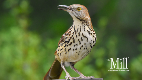 Brown Thrasher: October 2025 Wild Bird of the Month