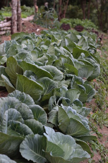 Cabbage planted in a garden