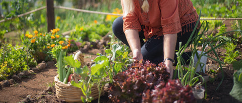Companion Plants in Vegetable Gardening