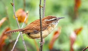 Carolina Wren - The Mill's Bird of the Month for May 2022