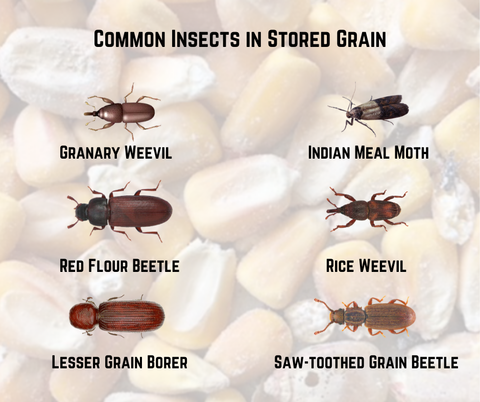 Common Insects of Stored Grain