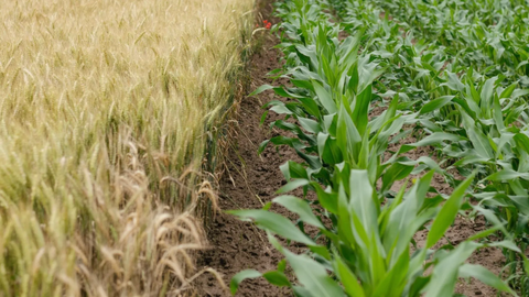 Protecting Nitrogen ROI: The Science of Trident® Stabilizers