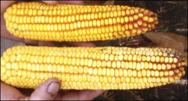 Comparing 2 ears of field corn with the use of Addapt-N nitrogen modeling tool