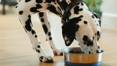 Benefits of Freeze-Dried Dog Food