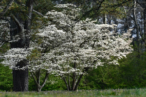 White dogwood tree