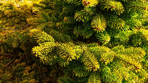 Dwarf Conifers: Compact Evergreens for Year-Round Beauty