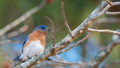 How to Attract Nesting Bluebirds to Your Yard