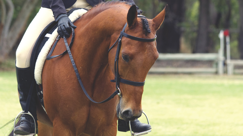 Show horse with bridle.