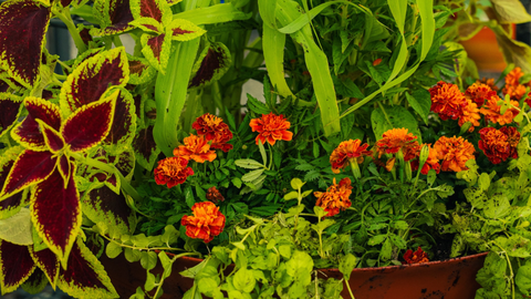 Fall Decorative Pots: How to Plant for Cooler Weather