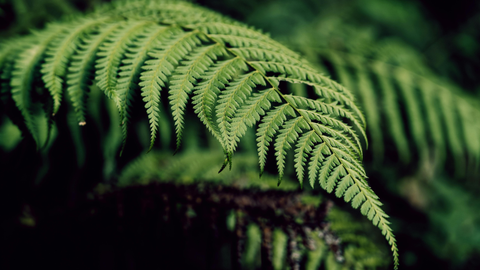 Hardy Ferns for Shade Gardens: Native and Non-Native Varieties Worth Growing