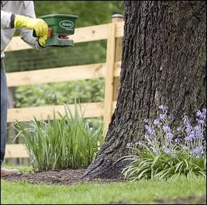 A man using a hand spreader to fertilize a tree in his yard