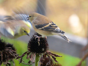 Finches on echinacea seed head