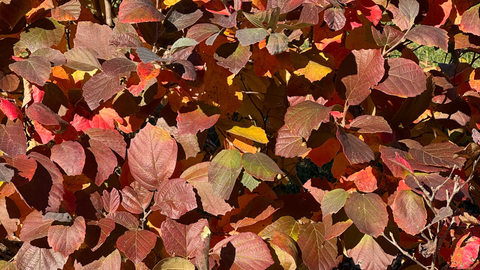 Lesser-Known Plants for Fall Color: Fothergilla
