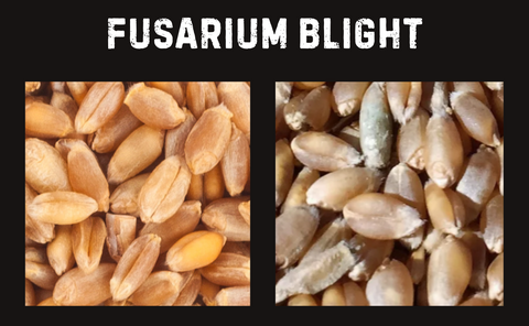 comaprison of healthy wheat kernels and blight kernels