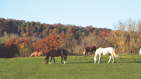 Gestational Nutrition Series – Part 1 of 4: Preparing a Mare with Nutrition for a Successful Breeding &amp; Pregnancy