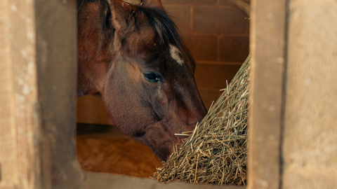 Hay Alternatives: Forage Solutions for Horses