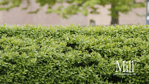Mixed Hedges for Yards: The Best Evergreen & Deciduous Shrubs