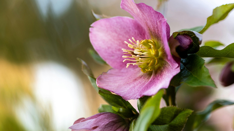 Hellebores: Hardy Evergreen Perennials for Winter and Early Spring Color