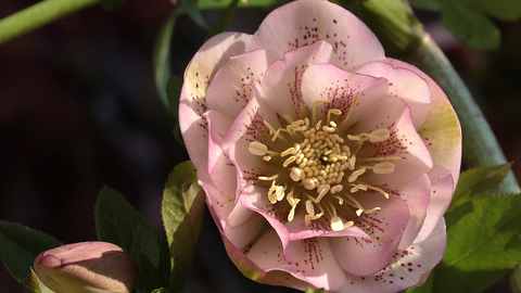 Hellebores: Evergreen Perennials for Winter and Early Spring Color