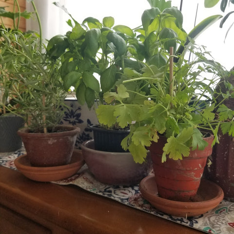 herb pots