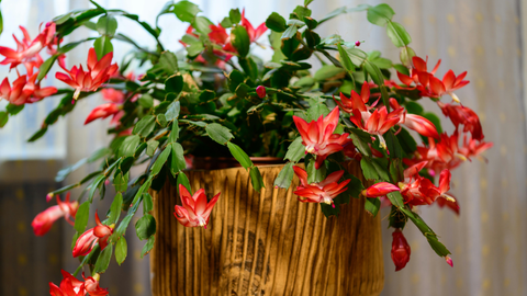 Holiday Cactus: Thanksgiving, Christmas & Easter Cacti Care