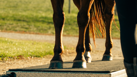 Important Nutrients for Hoof Health & Winter Hoof Care Tips