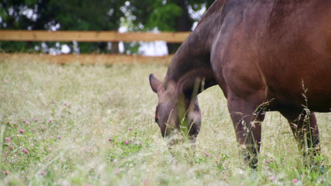 Preparing for Incoming Green Grass: Managing the Transition onto Spring Grass