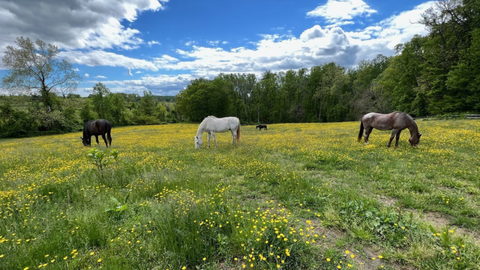 Pasture Management: An Agronomic Guide to Healthier Forages