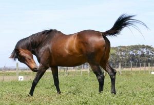 How to Beat Flies on Horses: Feed-Through, Fly Spray, and Physical Barriers