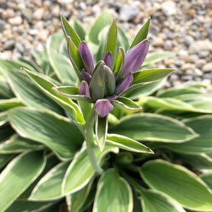 small hosta