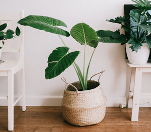 The Health Benefits of Houseplants
