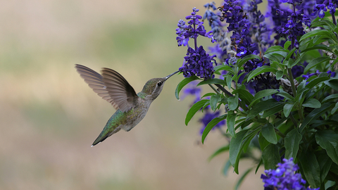 Helping Hummingbirds: How to Attract Them to Your Yard