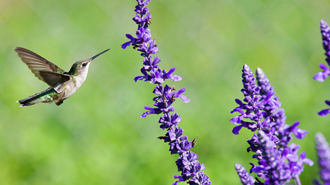 How to Attract Hummingbirds to Your Yard