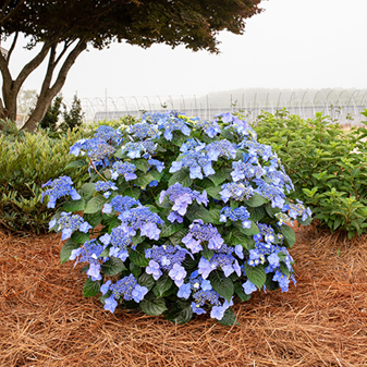 Hydrangea Pop Star