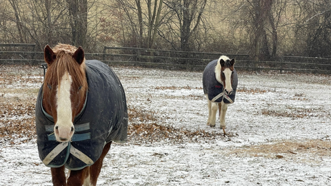 Hydration During the Cold: Keep Horses Drinking All Winter