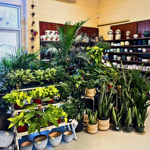 Houseplants to Beautify Your Home and Improve Air Quality | The Mill