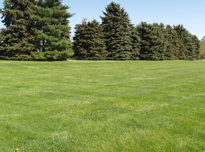 Lawn and evergreens